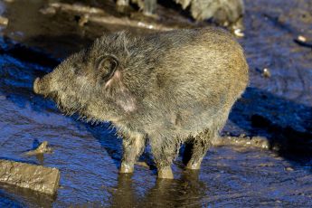 Genova, animalisti chiedono deroga per l'abbattimento dei cinghiali nel Bisagno