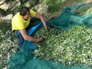 Liguria, Oliveti Aperti un successo. Il ministro Garavaglia: "Ottima iniziativa, il nuovo turismo vuole questo"