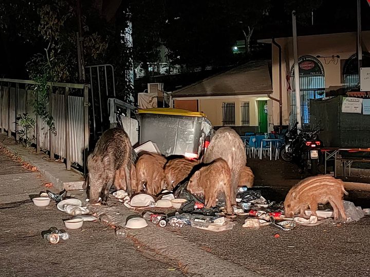 Genova, i cinghiali banchettano fra i rifiuti davanti al campo sportivo Sanguineti