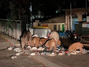 Genova, i cinghiali banchettano fra i rifiuti davanti al campo sportivo Sanguineti