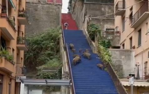 Genova, cinghiali di corsa sulla scalinata Filippo Guerrieri: al pedone non resta che scappare