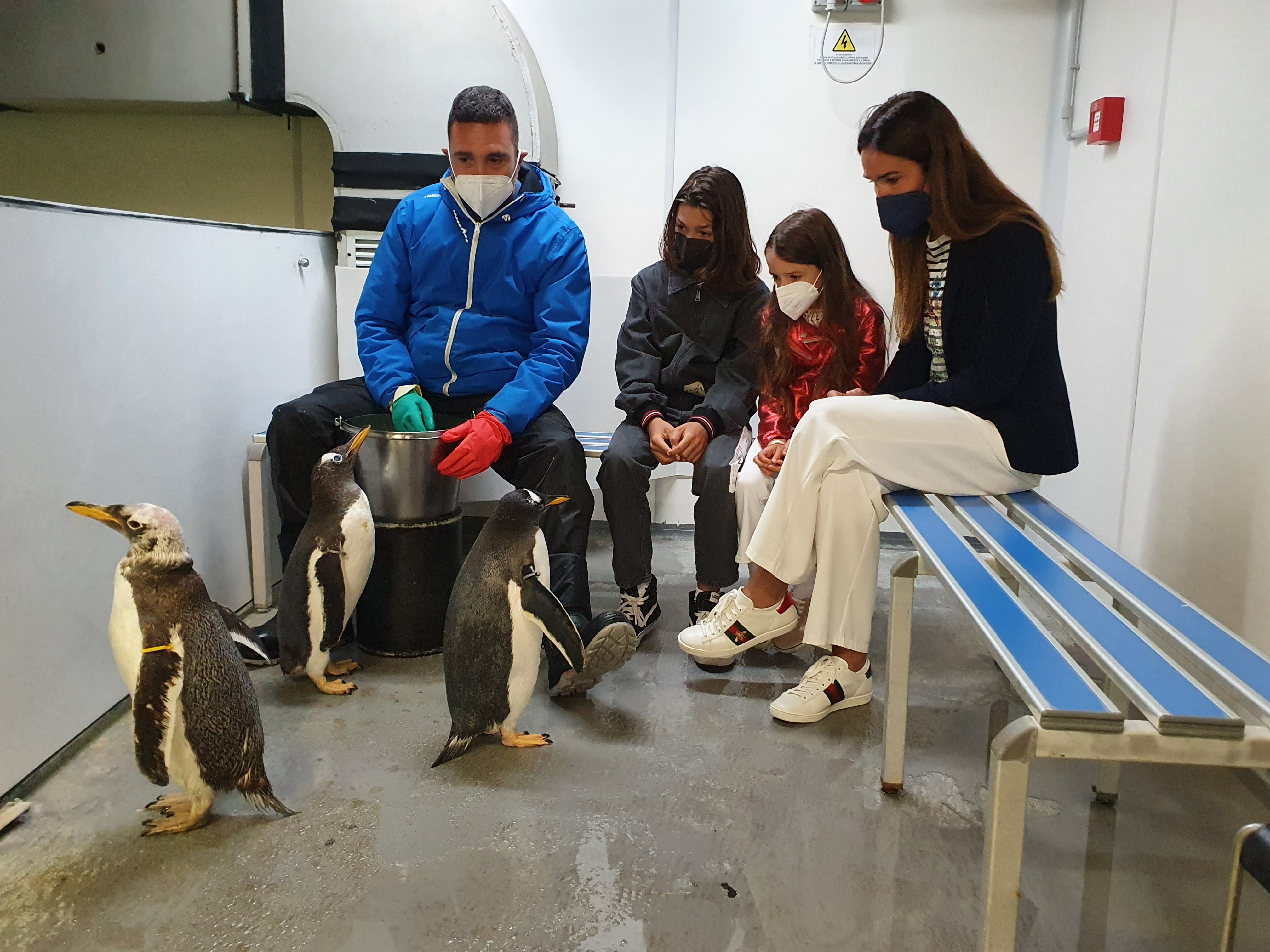 Genova, Silvia Toffanin "battezza" i 4 baby pinguini dell'Acquario: ecco Ohana, Portofino, Saetta e Tempesta