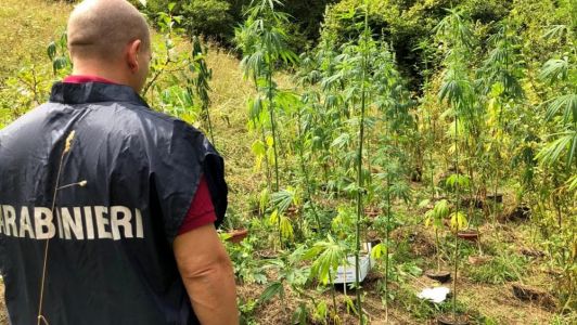 Spezia, lui impiegato e lei casalinga: coppia di insospettabili coltivava marijuana nel bosco dietro casa