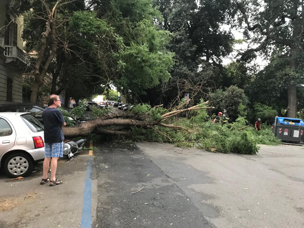 Genova, forti raffiche di vento: cadono alberi, chiuse due strade
