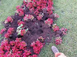 Genova, i cinghiali rovinano le aiuole di viale Brigate Partigiane