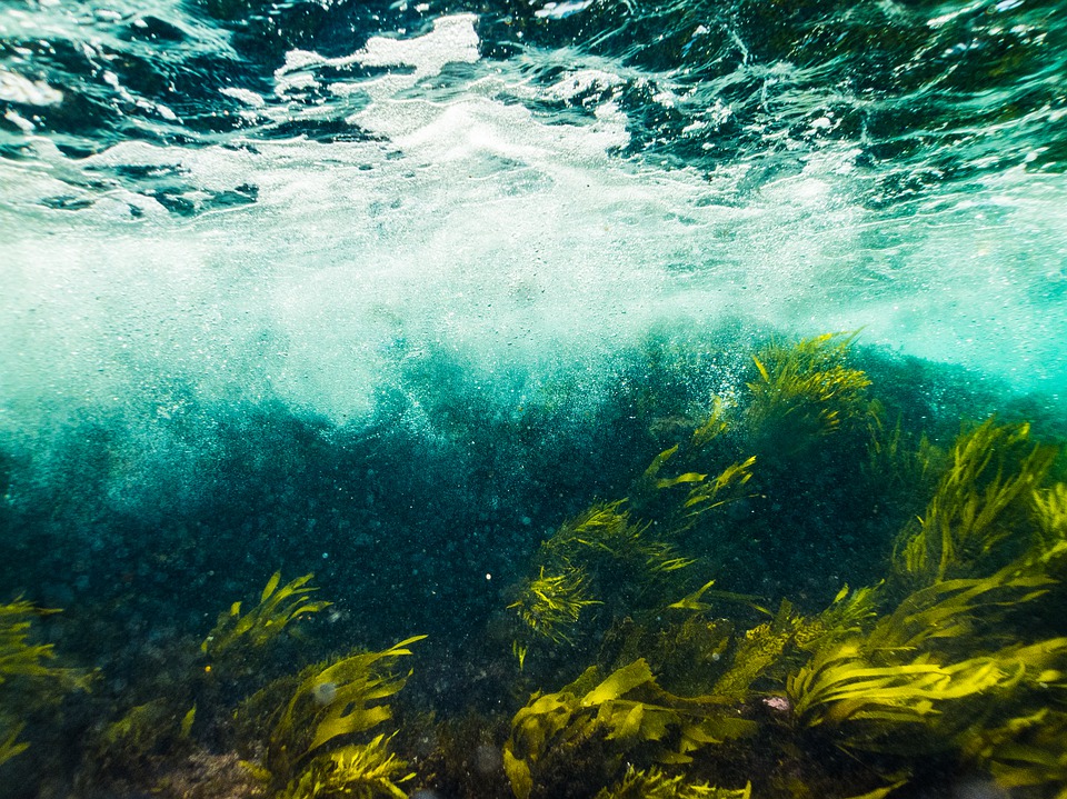 Genova, in mare fiorisce l'alga tossica: scatta l'allarme, ma per ora nessun pericolo per i bagnanti