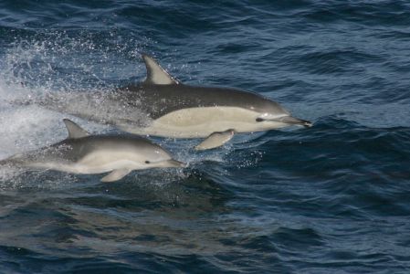 Imperia, avvistato primo delfino neonato del 2022: giocava al largo davanti al molo