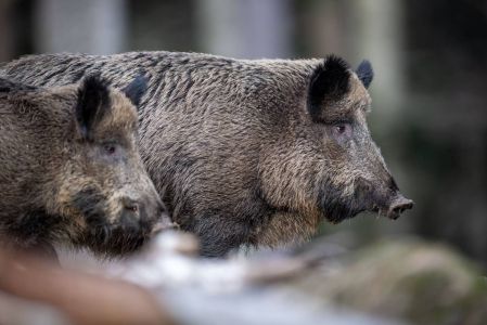 Allarme cinghiali, Piana (Lega): "Nutrirli è perseguibile anche penalmente, vanno rimossi"