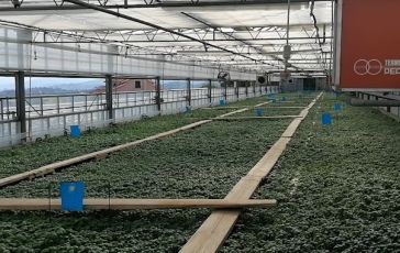 Siccità in Liguria, l'agricoltore: "Basilico non è a rischio. A soffrire sono ulivi e ortaggi come le lattughe"