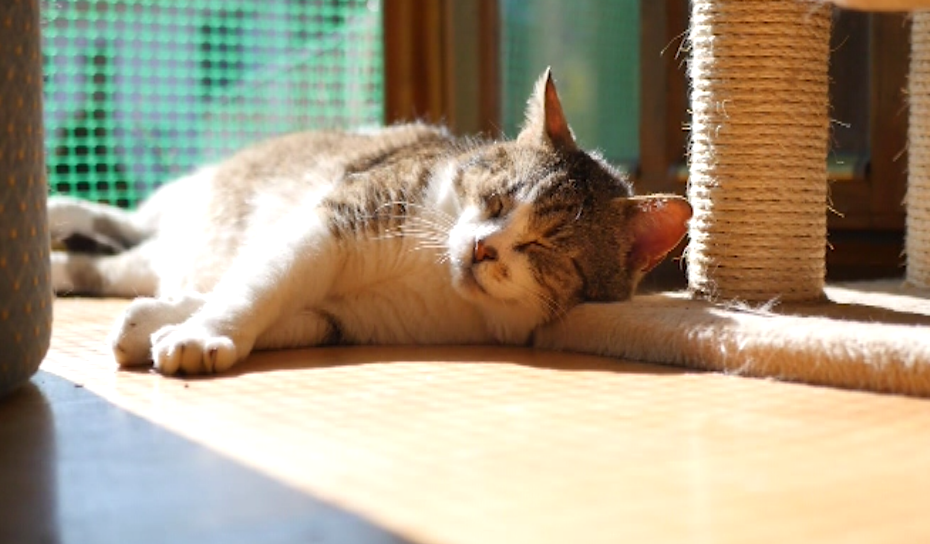 Grande caldo, animali domestici a rischio: i consigli del veterinario 