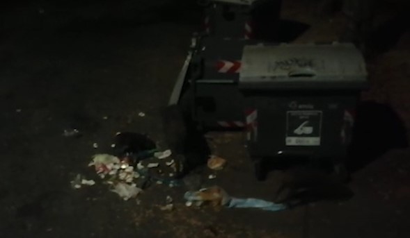 Genova, marito e moglie bloccati da un branco di cinghiali a caccia di cibo fra i cassonetti : il racconto a Telenord