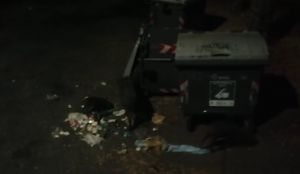 Genova, marito e moglie bloccati da un branco di cinghiali a caccia di cibo fra i cassonetti : il racconto a Telenord