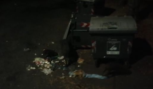 Genova, marito e moglie bloccati da un branco di cinghiali a caccia di cibo fra i cassonetti : il racconto a Telenord