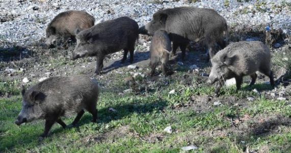 Genova, Piana sui cinghiali in città: "Serve una recinzione per proteggere l'area urbana"