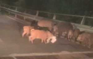 Genova, una famiglia di cinghiali per le vie di Begato: ribaltano i cassonetti e la cena è servita