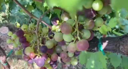 Dolceacqua, boom di turisti nei tre giorni di eventi per i 50 anni della Doc del Rossese
