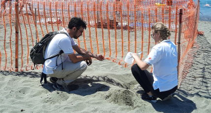 Levanto, sacchi di sabbia per proteggere il nido delle tartarughe marine