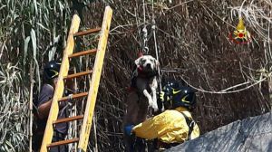 Genova, cane cade in un canale di scolo: salvato dai vigili del fuoco