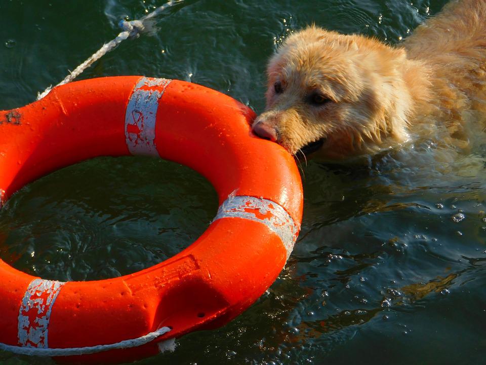 Porto Venere, cane da salvataggio muore dopo dimostrazione nella "piscina naturale"