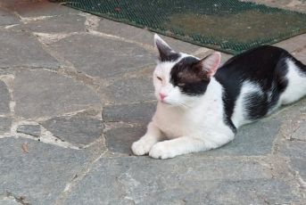 Bogliasco, miagolava da giorni intrappolato in un cespuglio di rovi: gattino salvato dalle Guardie Zoofile 