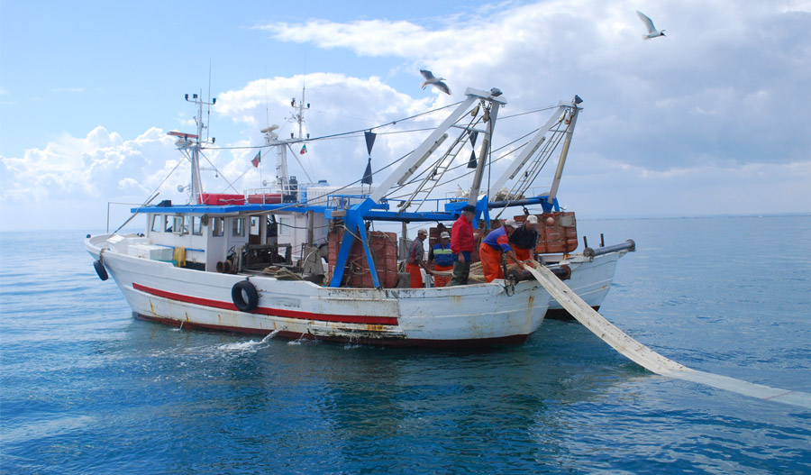 Pesca eccezionale fra Genova e le Cinque Terre: oltre 200 quintali di ricciole nelle reti di due pescherecci