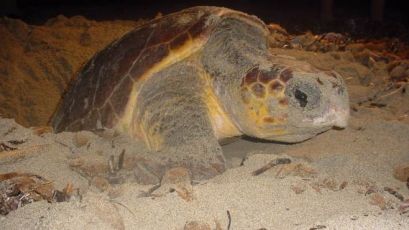 Levanto, i bambini hanno scelto il nome della tartaruga che ha nidificato in spiaggia: si chiamerà Alice  