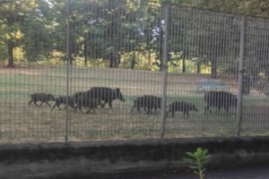 Spezia, il sindaco Peracchini: "La famiglia di cinghiali chiusa nel parco della Maggiolina non sarà abbattuta"