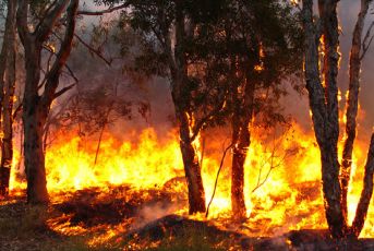 Incendio ad Albenga: bruciati vigneti, olivi e impianti agricoli 