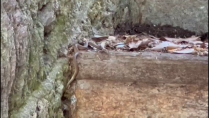 Pericolo rettili, come distinguere una vipera da una biscia 