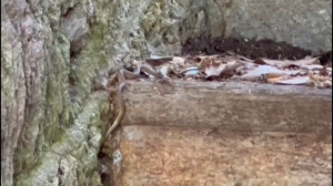 Pericolo rettili, come distinguere una vipera da una biscia 