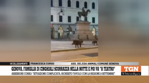 Cinghiali in città a Genova, assessore Corso: “Chiesto tavolo congiunto con la Regione, il Comune da solo non può fronteggiare l’emergenza”