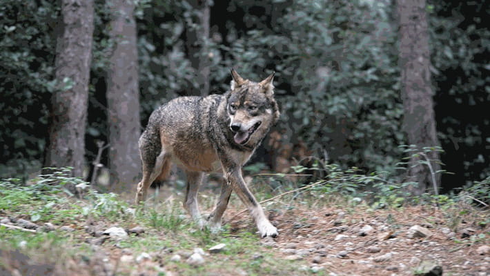L'allarme di Coldiretti, allevamenti a rischio a causa di lupi e cani selvatici