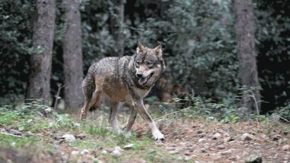L'allarme di Coldiretti, allevamenti a rischio a causa di lupi e cani selvatici