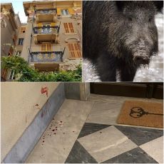 Genova, cinghiali in città: un esemplare ferito si rifugia in un palazzo a Principe