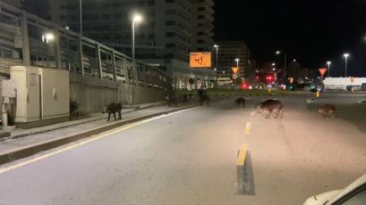 Genova, ancora cinghiali in città: attraversano la strada in zona Foce