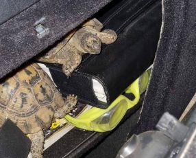 Genova, scoperte in porto 12 tartarughe nascoste in veicoli provenienti dalla Tunisia