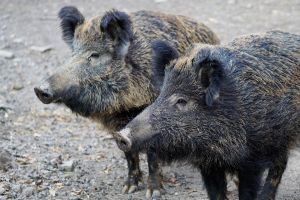 Genova, famigliola di cinghiali catturati al parco dell'Acquasola