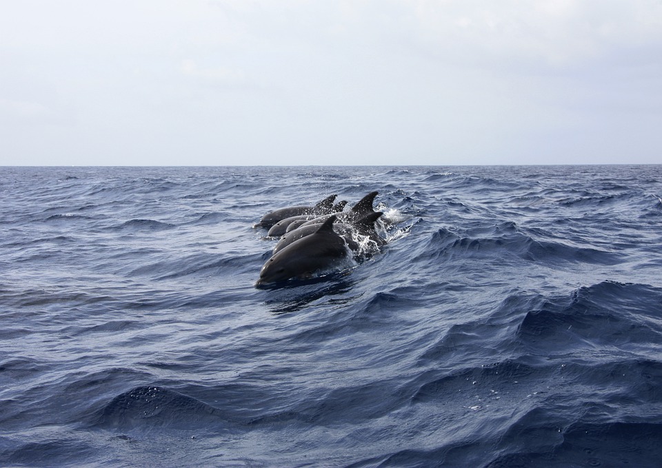 San Bartolomeo, evento eccezionale: avvistati circa 60 delfini a largo
