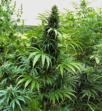 Savona, coltiva cannabis in giardino, denunciato