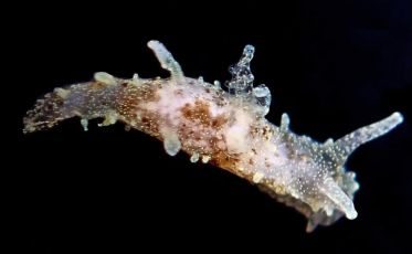 Porto Venere, nelle acque c'è un mollusco 'alieno': arriva dalle acque del Connecticut