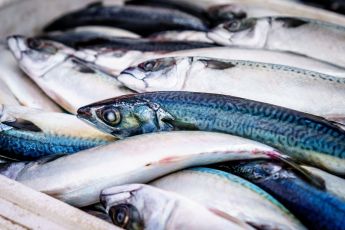  Liguria, Mai (Lega): "Sempre sostenuto la pesca e le sue imprese nella nostra regione"