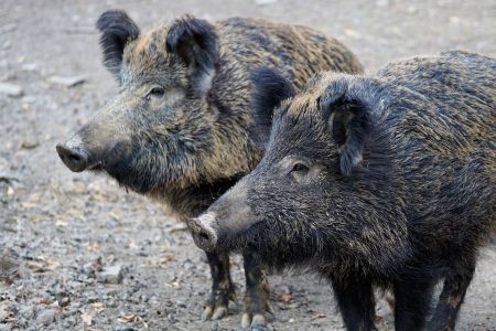 Peste suina, la Lombardia si protegge con nuove barriere