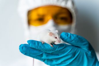 Ospedale La Spezia, topo fotografato in pronto soccorso: era animale domestico di una paziente