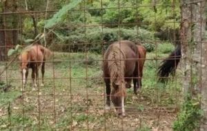 Cavalli dell'Aveto, Aidaa: "Toti si arrampica sugli specchi"