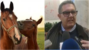 Cavalli selvaggi, Toti: "Trasferiti in quota nel parco della Val d'Aveto"