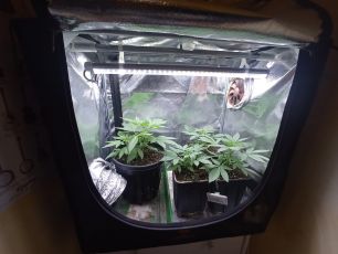 Genova, forte odore di cannabis in strada: la polizia locale scopre una coltivazione di marijuana a Carignano