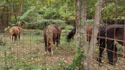 Cavalli selvaggi dell'Aveto, nasce un comitato di cittadini a Borzonasca: "Non vogliamo vengano abbattuti, ma sono un problema"