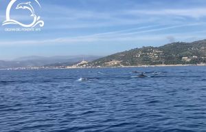 Cervo, avvistati oltre 70 delfini tursiopi. Gli esperti: "Di solito girano in banchi da 12-15 esemplari"