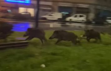 Genova, ancora cinghiali in città: sorpresi a scorrazzare a Marassi