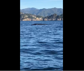 Portofino, la sorpresa al largo: avvistate due balene